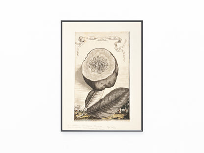 Zitrone Kupferstich La parte interiore del medemo Cedro 1708
