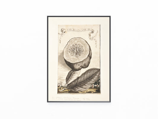 Zitrone Kupferstich La parte interiore del medemo Cedro 1708