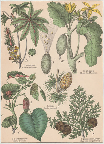 Originaltafel Wunderbaum, Sandbüchsenbaum & Gießgurke 1895