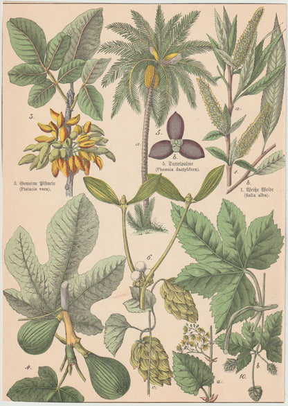 Originaltafel Pistazie, Dattelpalme & Feige 1895