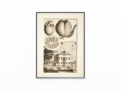 Limon dolce multiforme 1708 | Kupferstich Zitrusgrafik Zitrone