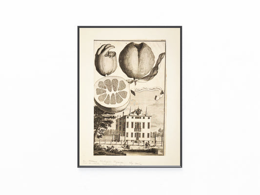 Limon dolce multiforme 1708 | Kupferstich Zitrusgrafik Zitrone