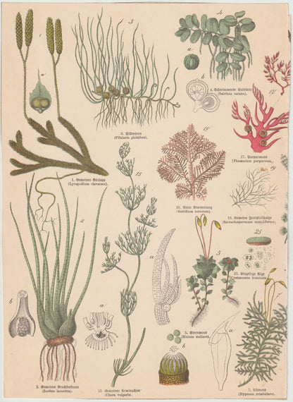 Originaltafel Bärlapp, Schwimmfarn & Rotalge 1895