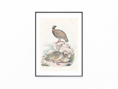 Original Rebhuhn Tafel 1856 Vogel Lithografie