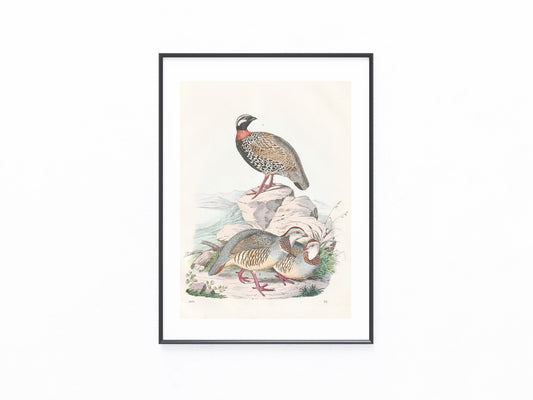 Original Rebhuhn Tafel 1856 Vogel Lithografie