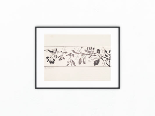 Art Nouveau Jugendstildruck Fräulein Ferber Berberitzen 1900 | Original Grafik Vintage