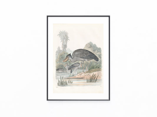 Original Schuhschnabel Tafel 1856 Vogel Lithografie