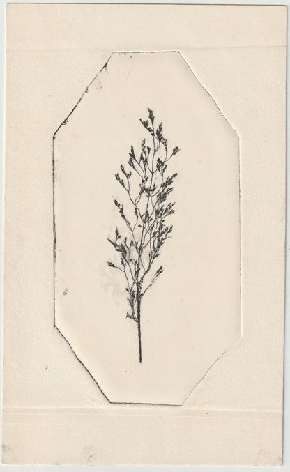 Naturselbstdruck filigraner Zweig 1937 Originaldruck signiert