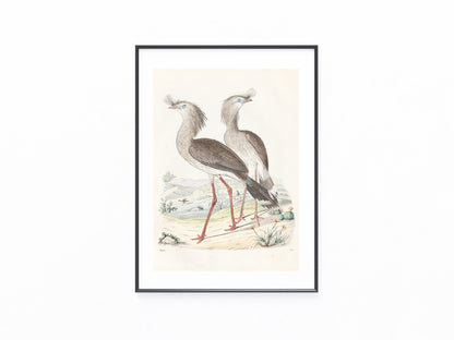 Original Sekretärvogel Tafel 1856 Vogel Lithografie