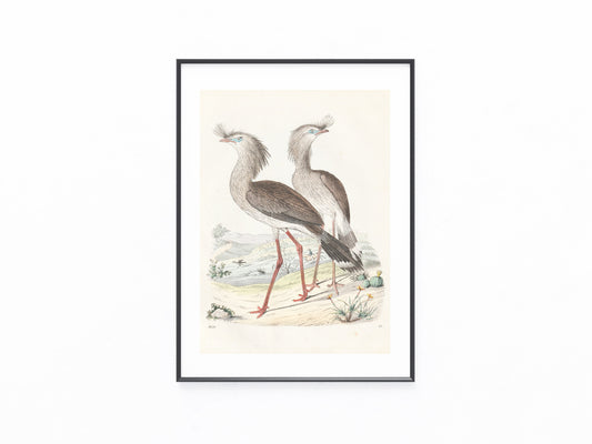 Original Sekretärvogel Tafel 1856 Vogel Lithografie