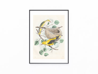 Original Pirol Tafel 1858 seltene Vogel Lithografie