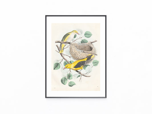 Original Pirol Tafel 1858 seltene Vogel Lithografie