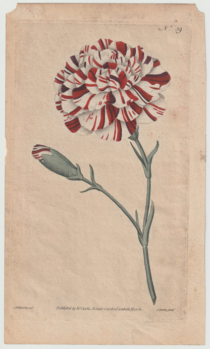 Gartennelke Kupferstich 1790 | kolorierter Originaldruck