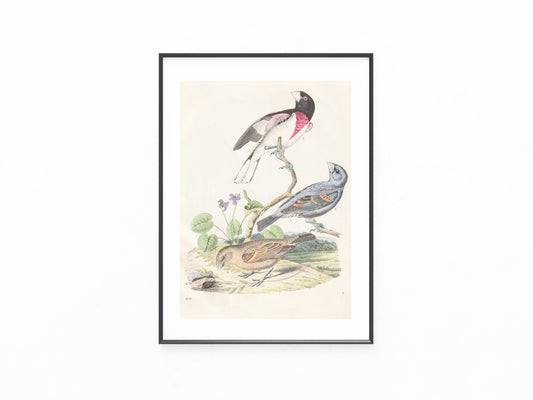 Original Kardinalvögel 1856 Vogel Lithografie
