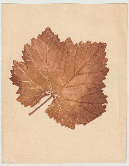 Weinblatt Naturselbstdruck 1899 Originaldruck