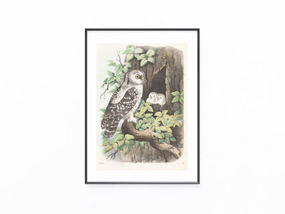 Original Eule mit Jungen Tafel 1858