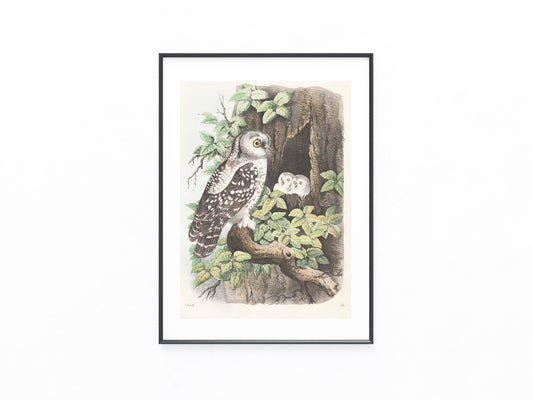 Original Eule mit Jungen Tafel 1858