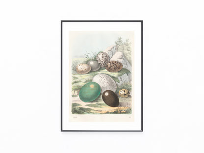 Original Vogeleier Lithografie 1858 Naturkunde Vögel