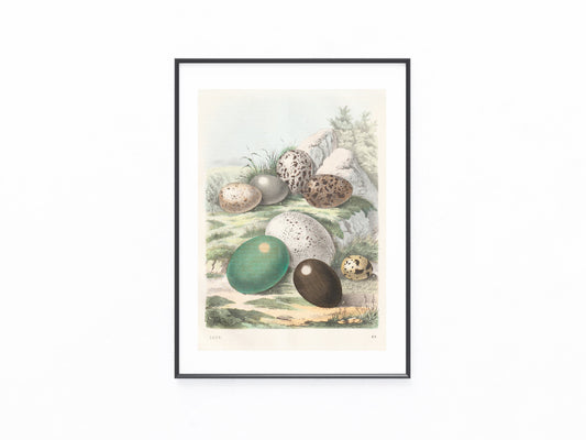 Original Vogeleier Lithografie 1858 Naturkunde Vögel