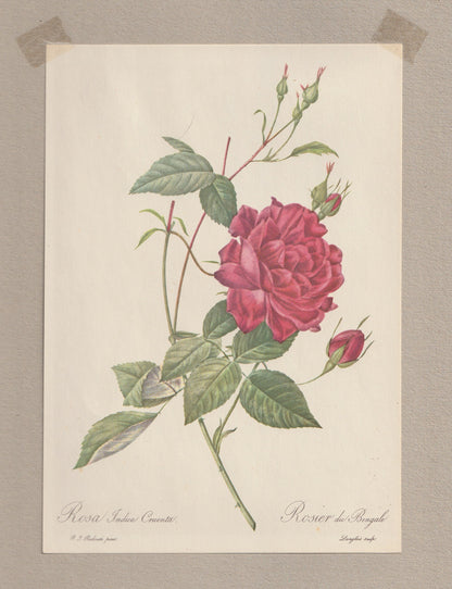Rosa Indica Cruenta Kupferstich 1880 | Originaldruck