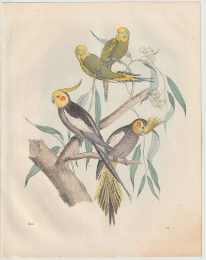 Original Wellensittich & Nymphensittich Tafel 1858