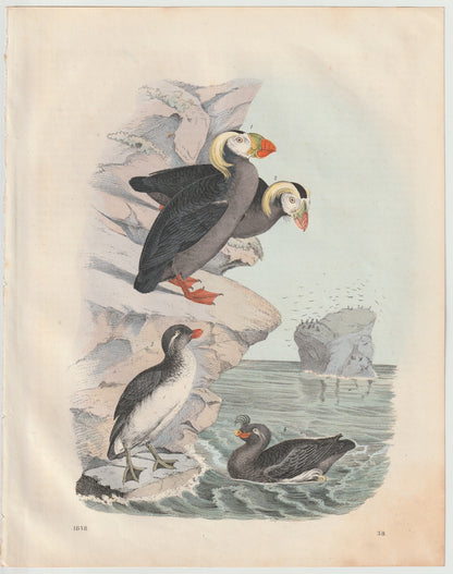 Original Papageitaucher & Trottellummen Tafel 1858