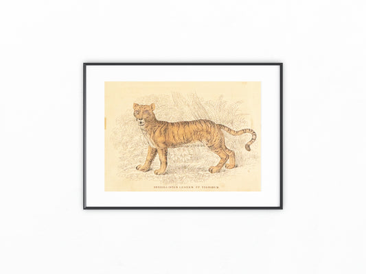 1860 Liger Raubtier Hybride Löwe Tiger | Seltene Original Tierdarstellung Hybrida