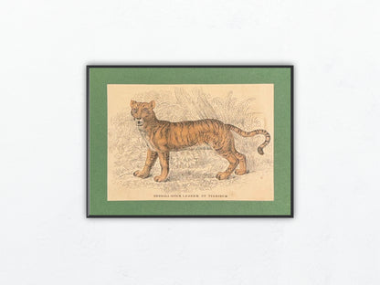 1860 Liger Raubtier Hybride Löwe Tiger | Seltene Original Tierdarstellung Hybrida