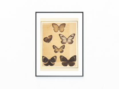 Original Schmetterlingse Tafel 1850 | Exotische Falter in Naturfarben | koloriert