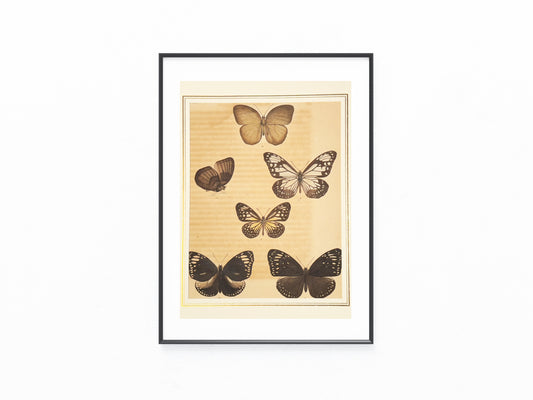 Original Schmetterlingse Tafel 1850 | Exotische Falter in Naturfarben | koloriert