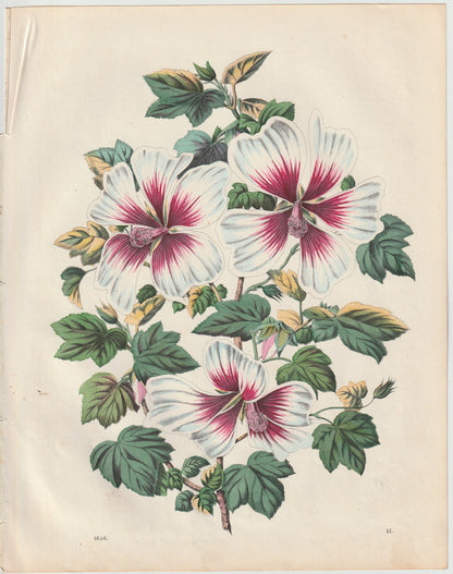 Original Malven Malvenblüte Blumen Blüten 1856