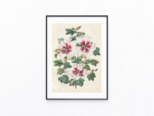 Original Malven Malvenblüte Blumen Blüten 1856