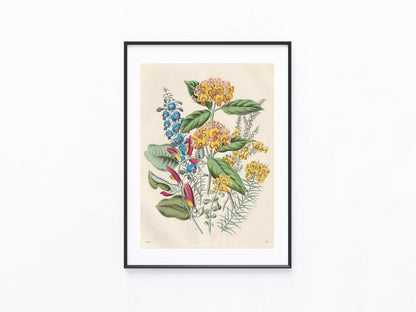 Original Tropenblumen Lithografie 1856