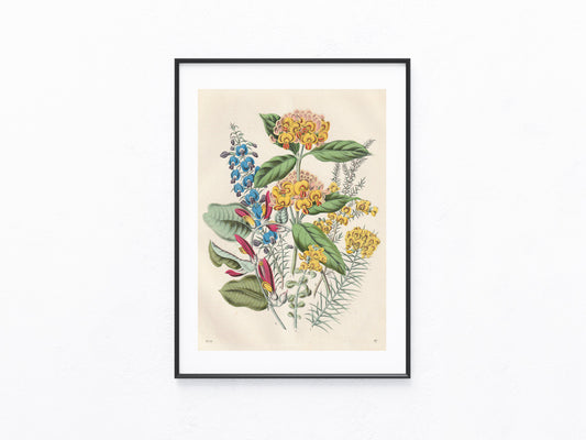 Original Tropenblumen Lithografie 1856