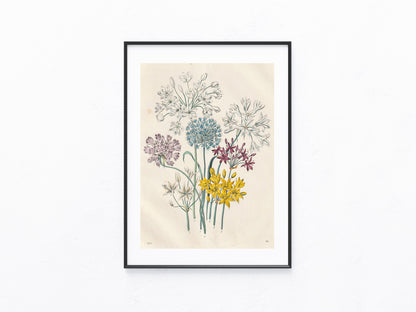 Original Zierlauch & Allium Lithografie 1856