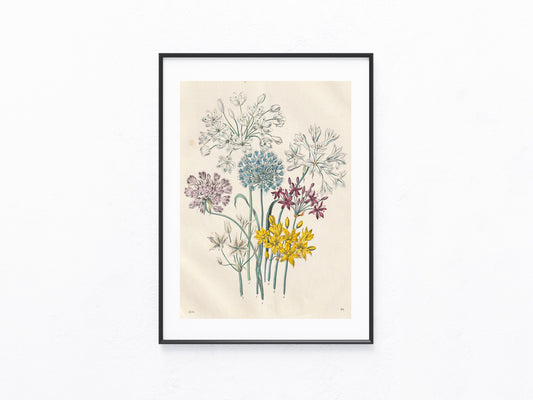 Original Zierlauch & Allium Lithografie 1856