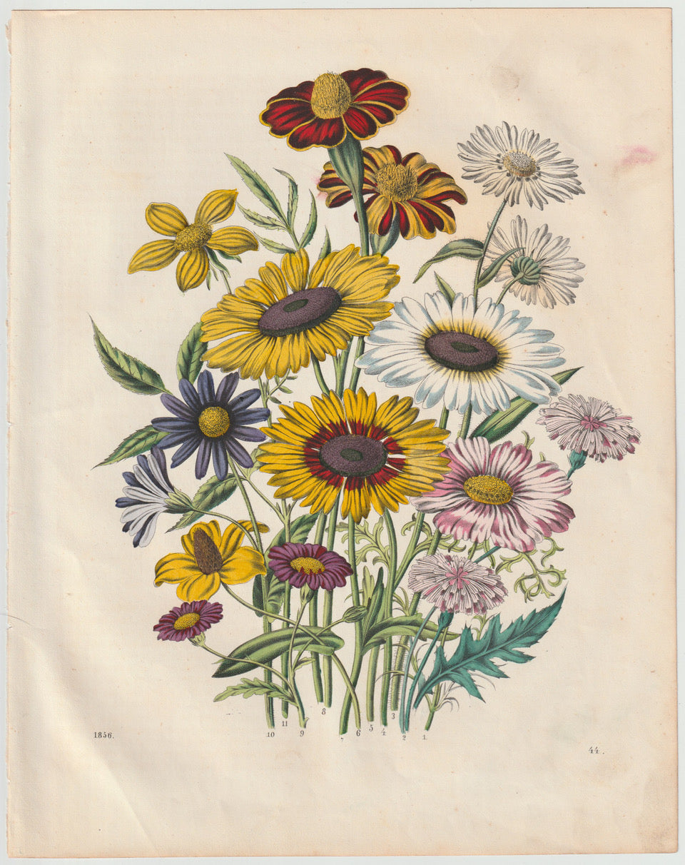 Original Wiesenblumen Blumen Lithografie 1856
