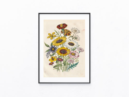 Original Wiesenblumen Blumen Lithografie 1856