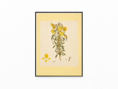 1850 Original Botanische Tafel Gelbe Blüten | Handkolorierter Druck Blumen Botanik