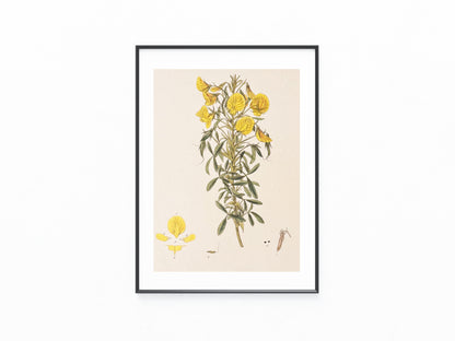 1850 Original Botanische Tafel Gelbe Blüten | Handkolorierter Druck Blumen Botanik