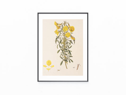 1850 Original Botanische Tafel Gelbe Blüten | Handkolorierter Druck Blumen Botanik