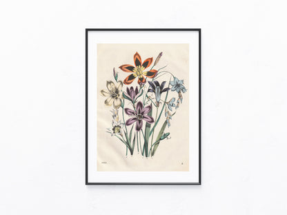 Original Liliengewächse Blumen Lithografie 1858