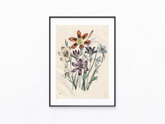 Original Liliengewächse Blumen Lithografie 1858