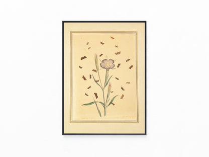 1850 Original Naturstudie Blüte & Schmetterlinge | Handkolorierter Kupferstich
