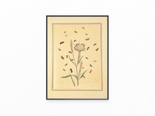 1850 Original Naturstudie Blüte & Schmetterlinge | Handkolorierter Kupferstich
