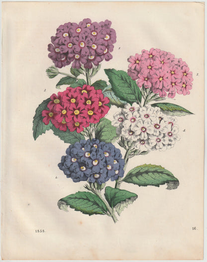 Original Primula Blumen Lithografie 1858 Primeln