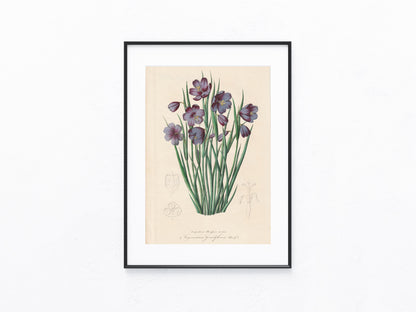 Botanische Lithografie 1846 | kolorierter Originaldruck