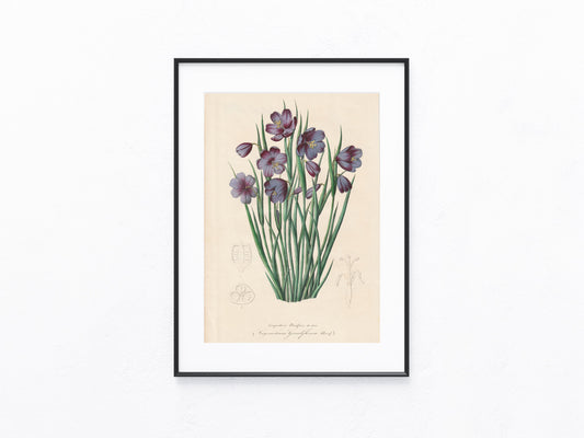 Botanische Lithografie 1846 | kolorierter Originaldruck