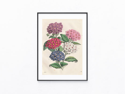 Original Primula Blumen Lithografie 1858 Primeln