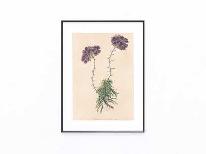 Calandrinia umbellata 1850 | kolorierter Originaldruck